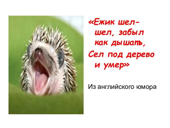 «Ежик шел-шел, забыл как дышать, Сел под дерево и умер» Из английского юмора
