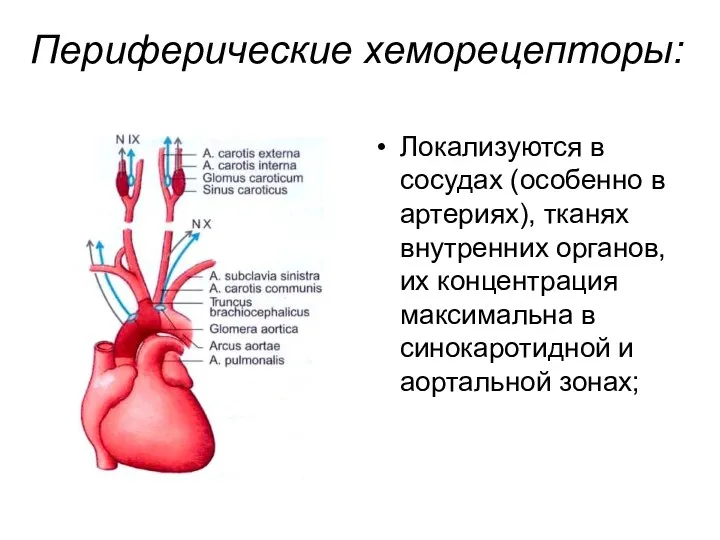 Периферические хеморецепторы: Локализуются в сосудах (особенно в артериях), тканях внутренних
