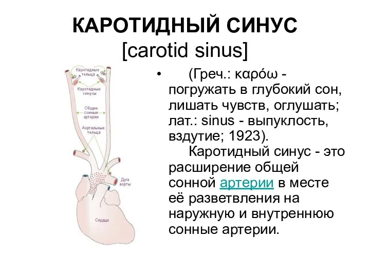 КАРОТИДНЫЙ СИНУС [carotid sinus] (Греч.: καρόω - погружать в глубокий сон, лишать чувств,