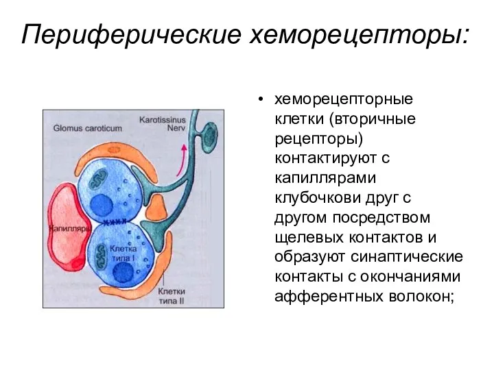 Периферические хеморецепторы: хеморецепторные клетки (вторичные рецепторы) контактируют с капиллярами клубочкови друг с другом