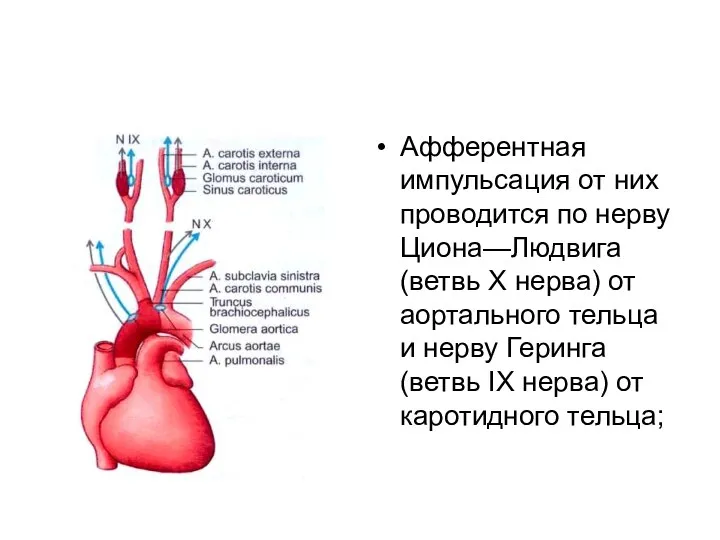 Афферентная импульсация от них проводится по нерву Циона—Людвига (ветвь X нерва) от аортального