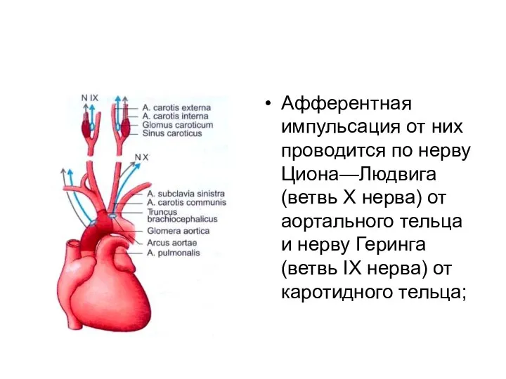 Афферентная импульсация от них проводится по нерву Циона—Людвига (ветвь X