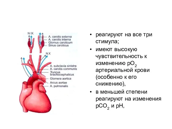 реагируют на все три стимула; имеют высокую чувствительность к изменению pO2 артериальной крови