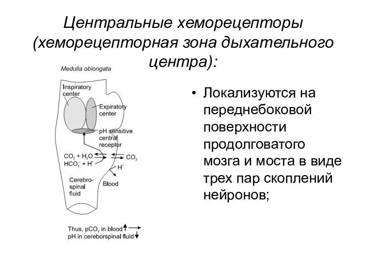 Центральные хеморецепторы (хеморецепторная зона дыхательного центра): Локализуются на переднебоковой поверхности продолговатого мозга и