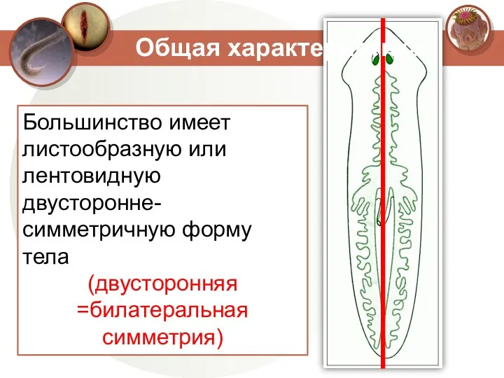 Большинство имеет листообразную или лентовидную двусторонне-симметричную форму тела (двусторонняя =билатеральная симметрия) Общая характеристика