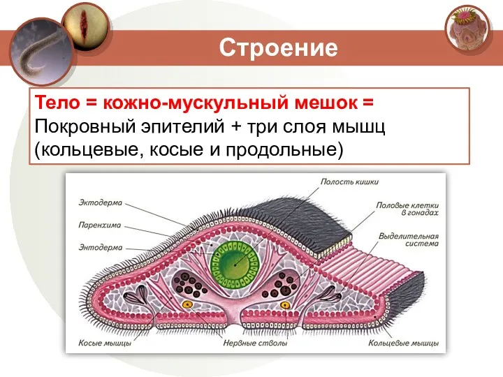 Строение Тело = кожно-мускульный мешок = Покровный эпителий + три слоя мышц (кольцевые, косые и продольные)