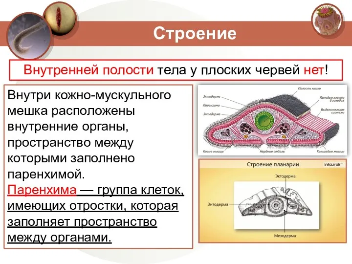 Строение Внутренней полости тела у плоских червей нет! Внутри кожно-мускульного