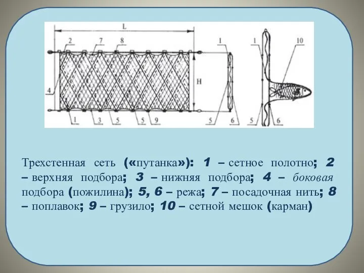 Трехстенная сеть («путанка»): 1 – сетное полотно; 2 – верхняя