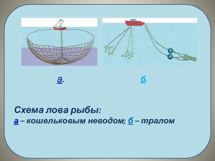 б. Схема лова рыбы: а – кошельковым неводом; б – тралом а.