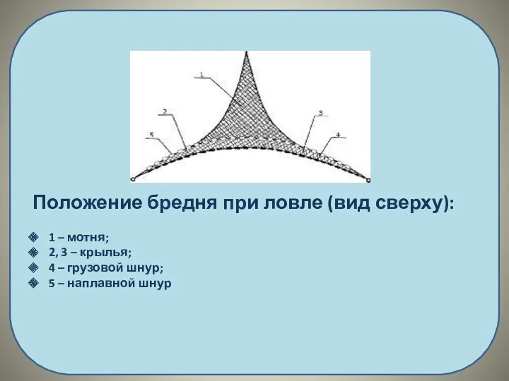 Положение бредня при ловле (вид сверху): 1 – мотня; 2,