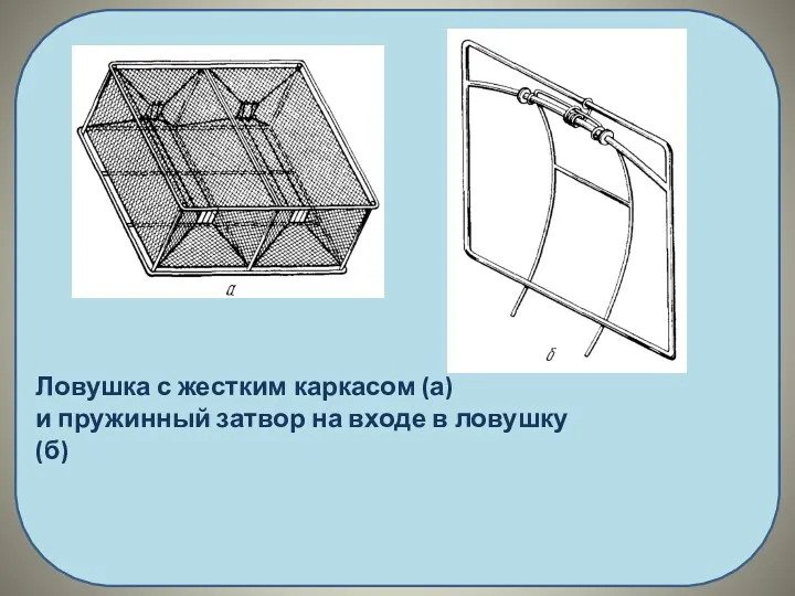 Ловушка с жестким каркасом (а) и пружинный затвор на входе в ловушку (б)