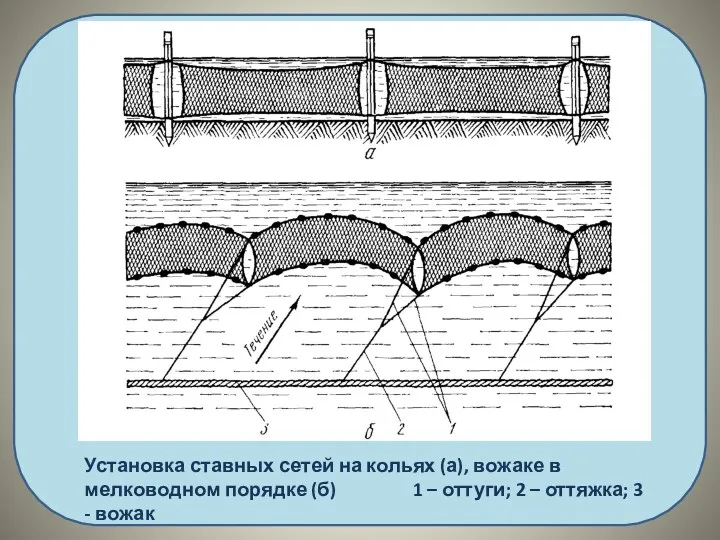 Установка ставных сетей на кольях (а), вожаке в мелководном порядке