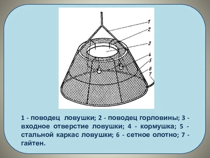 1 - поводец ловушки; 2 - поводец горловины; 3 -