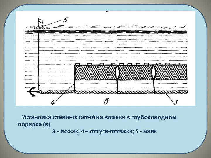 Установка ставных сетей на вожаке в глубоководном порядке (в) 3