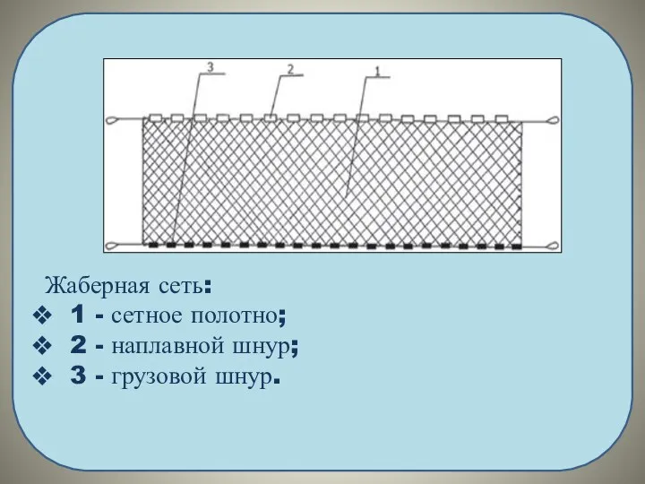 Жаберная сеть: 1 - сетное полотно; 2 - наплавной шнур; 3 - грузовой шнур.