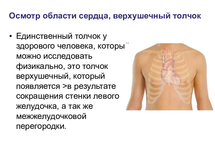 Осмотр области сердца, верхушечный толчок Единственный толчок у здорового человека,