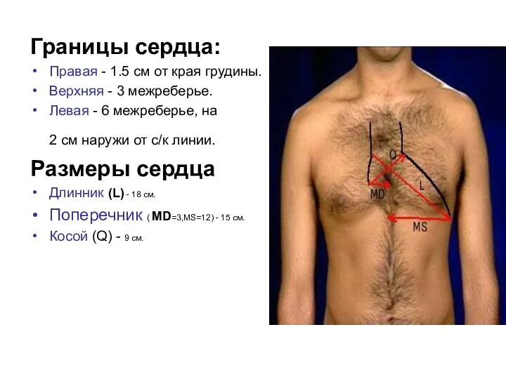 Границы сердца: Правая - 1.5 см от края грудины. Верхняя