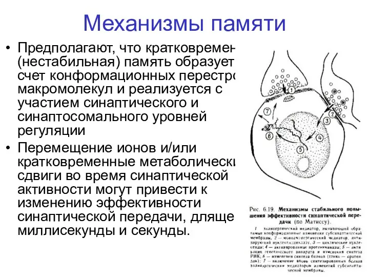 Механизмы памяти Предполагают, что кратковременная (нестабильная) память образуется за счет