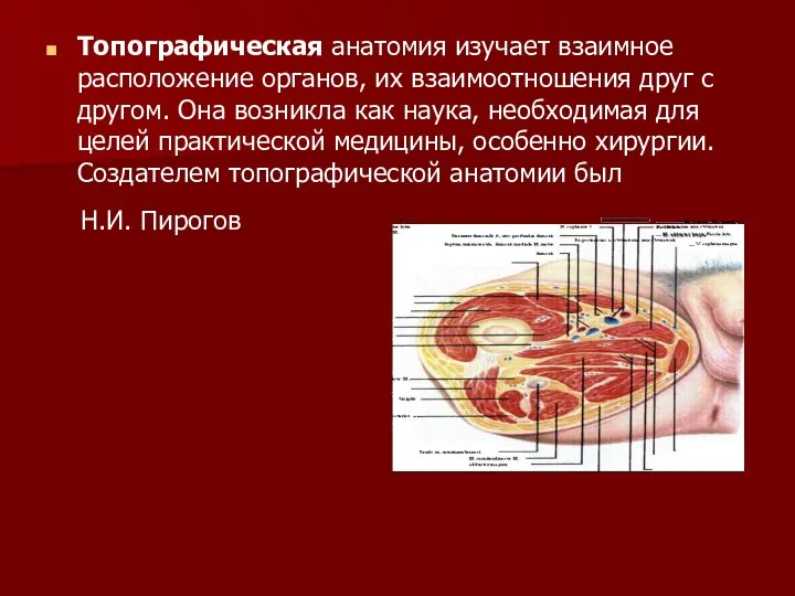 Топографическая анатомия изучает взаимное расположение органов, их взаимоотношения друг с