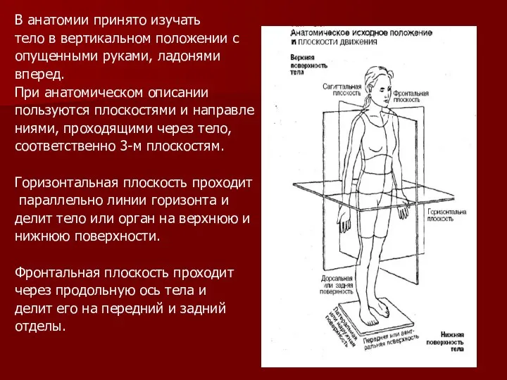 В анатомии принято изучать тело в вертикальном положении с опущенными