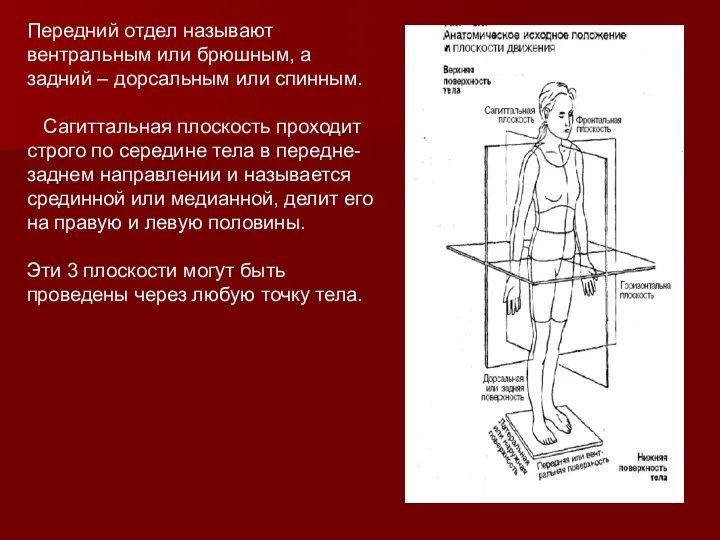 Передний отдел называют вентральным или брюшным, а задний – дорсальным