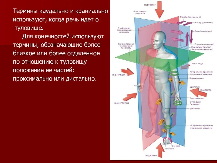 Термины каудально и краниально используют, когда речь идет о туловище.