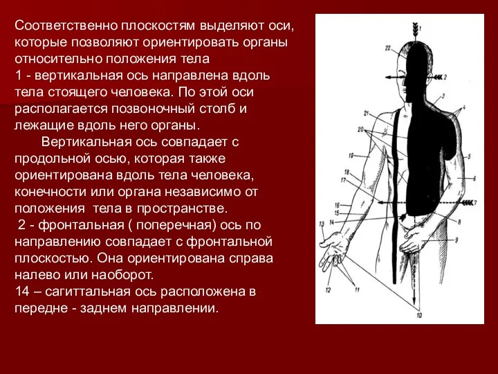 Соответственно плоскостям выделяют оси, которые позволяют ориентировать органы относительно положения