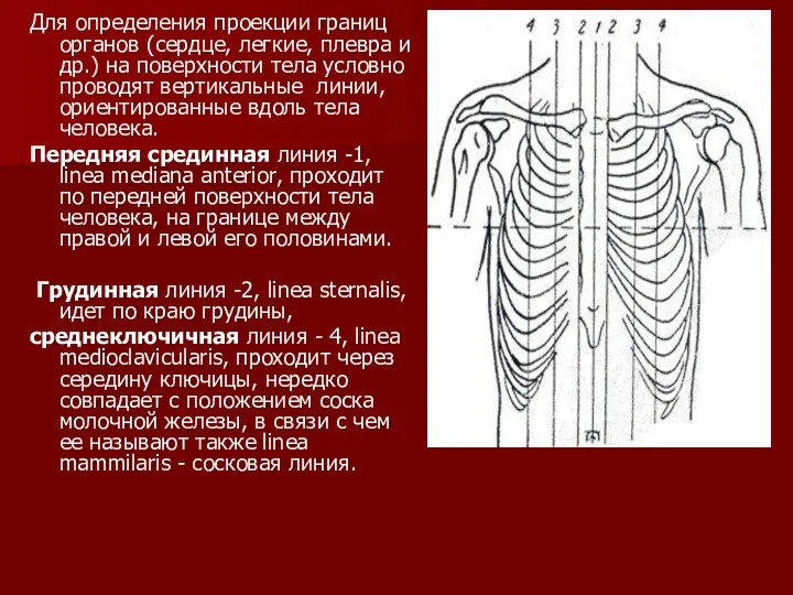 Для определения проекции границ органов (сердце, легкие, плевра и др.)