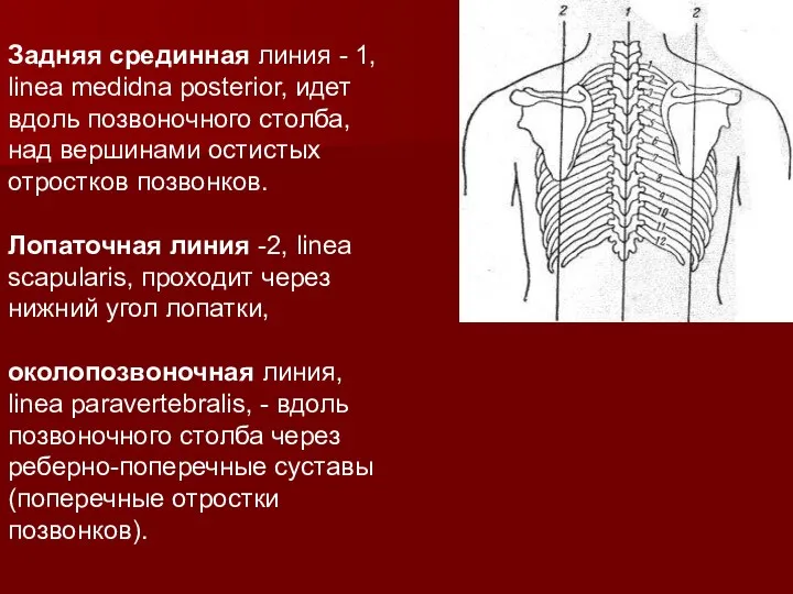 Задняя срединная линия - 1, linea medidna posterior, идет вдоль