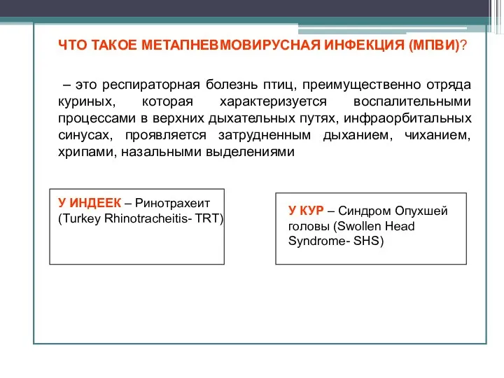 ЧТО ТАКОЕ МЕТАПНЕВМОВИРУСНАЯ ИНФЕКЦИЯ (МПВИ)? – это респираторная болезнь птиц,