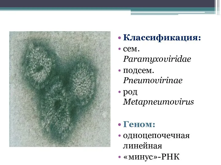 Классификация: сем. Paramyxoviridae подсем. Pneumovirinae род Metapneumovirus Геном: одноцепочечная линейная