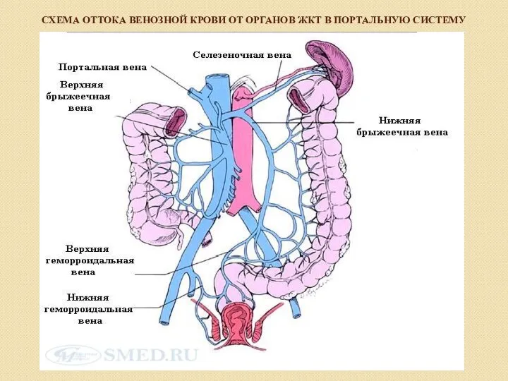 СХЕМА ОТТОКА ВЕНОЗНОЙ КРОВИ ОТ ОРГАНОВ ЖКТ В ПОРТАЛЬНУЮ СИСТЕМУ