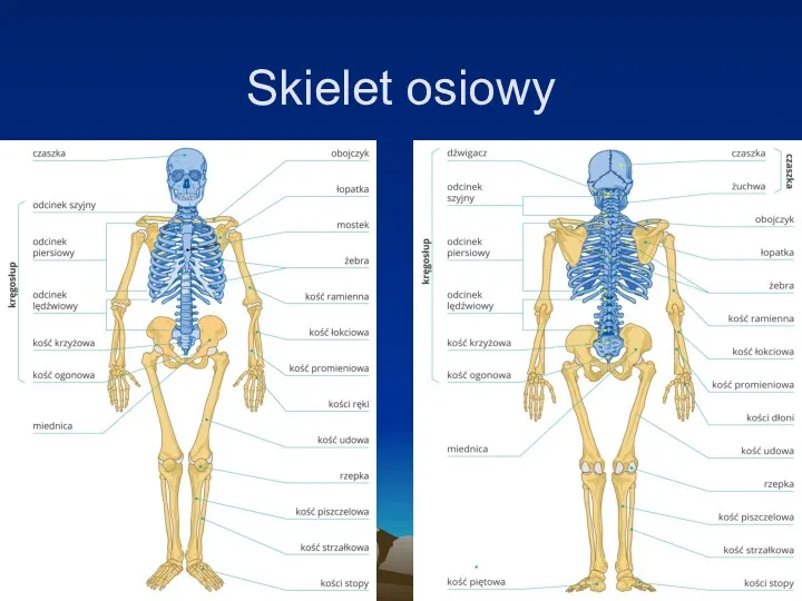 Skielet osiowy