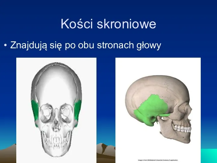 Kości skroniowe Znajdują się po obu stronach głowy