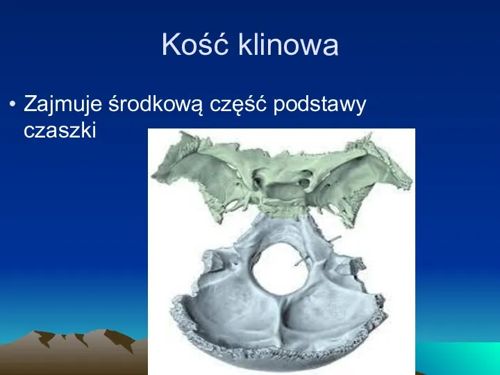 Kość klinowa Zajmuje środkową część podstawy czaszki
