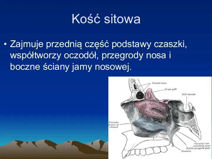 Kość sitowa Zajmuje przednią część podstawy czaszki, współtworzy oczodół, przegrody nosa i boczne ściany jamy nosowej.