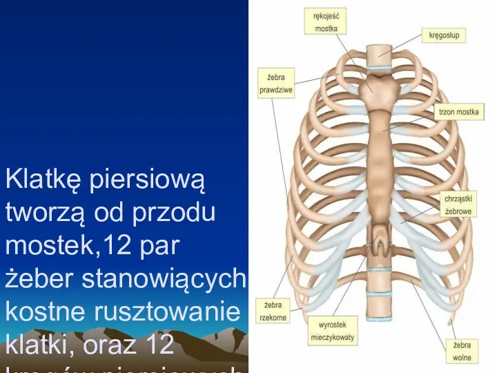 Klatkę piersiową tworzą od przodu mostek,12 par żeber stanowiących kostne rusztowanie klatki, oraz 12 kręgów piersiowych.