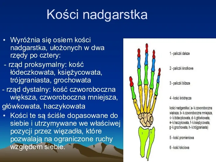 Kości nadgarstka Wyróżnia się osiem kości nadgarstka, ułożonych w dwa