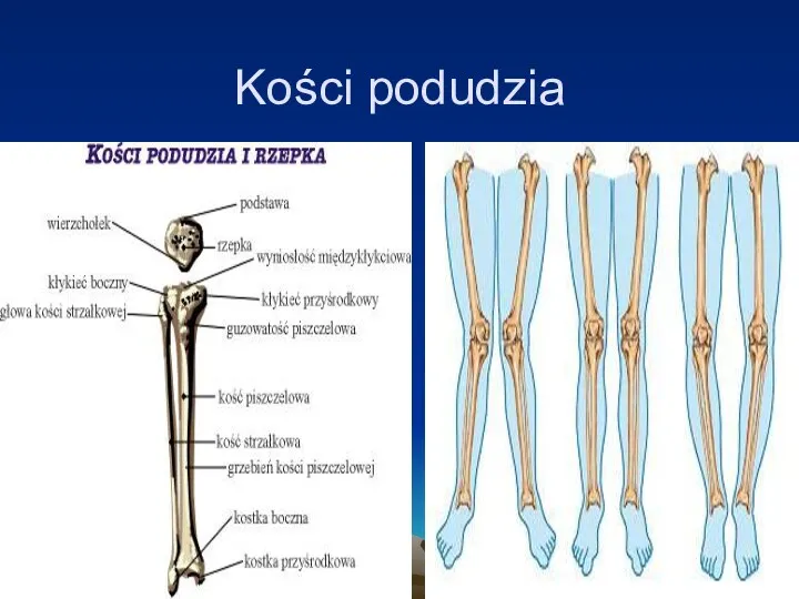 Kości podudzia