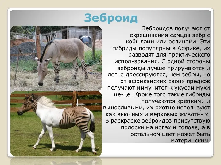 Зеброид Зеброидов получают от скрещивания самцов зебр с кобылами или