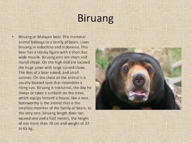 Biruang Biruang or Malayan bear. This mammal animal belongs to
