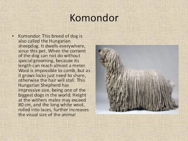 Komondor Komondor. This breed of dog is also called the Hungarian sheepdog. It