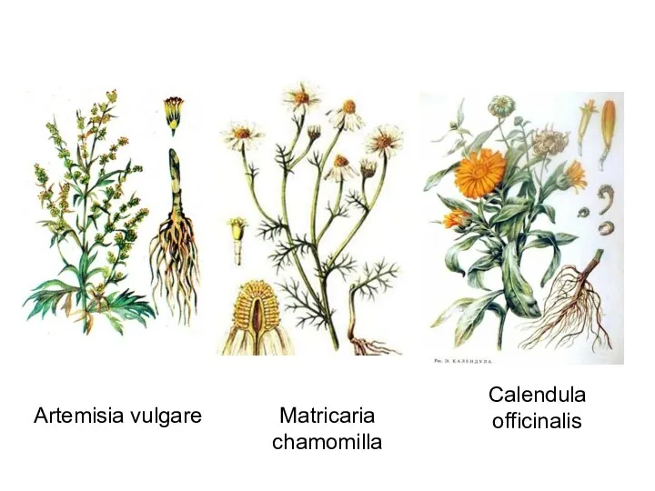 Artemisia vulgare Matricaria chamomilla Calendula officinalis