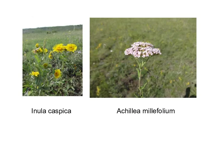 Inula caspica Achillea millefolium
