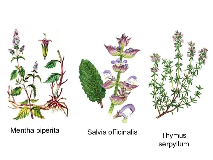 Mentha piperita Thymus serpyllum Salvia officinalis