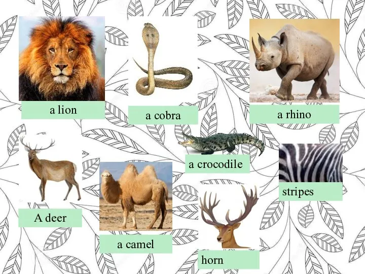 A deer a cobra a rhino a lion a camel a crocodile stripes horn