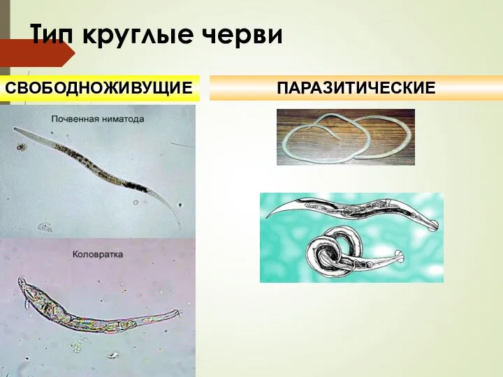 Тип круглые черви ПАРАЗИТИЧЕСКИЕ СВОБОДНОЖИВУЩИЕ