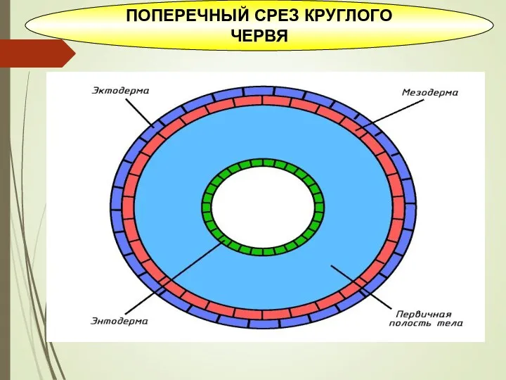 ПОПЕРЕЧНЫЙ СРЕЗ КРУГЛОГО ЧЕРВЯ