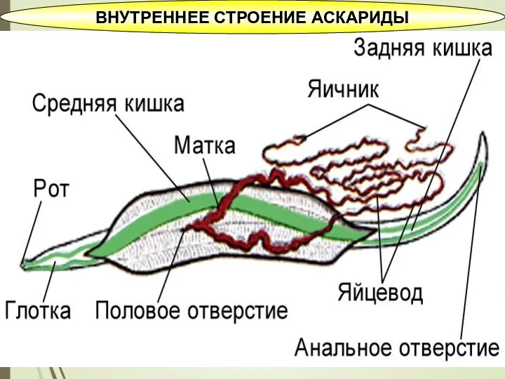 ВНУТРЕННЕЕ СТРОЕНИЕ АСКАРИДЫ