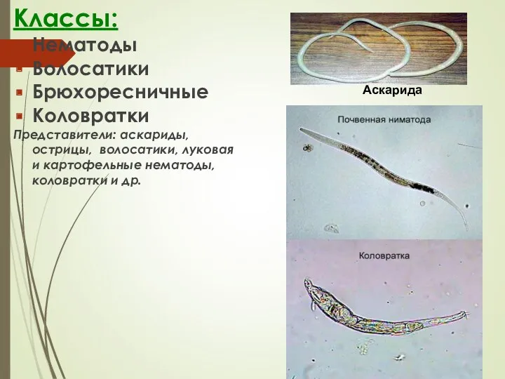 Классы: Нематоды Волосатики Брюхоресничные Коловратки Представители: аскариды, острицы, волосатики, луковая